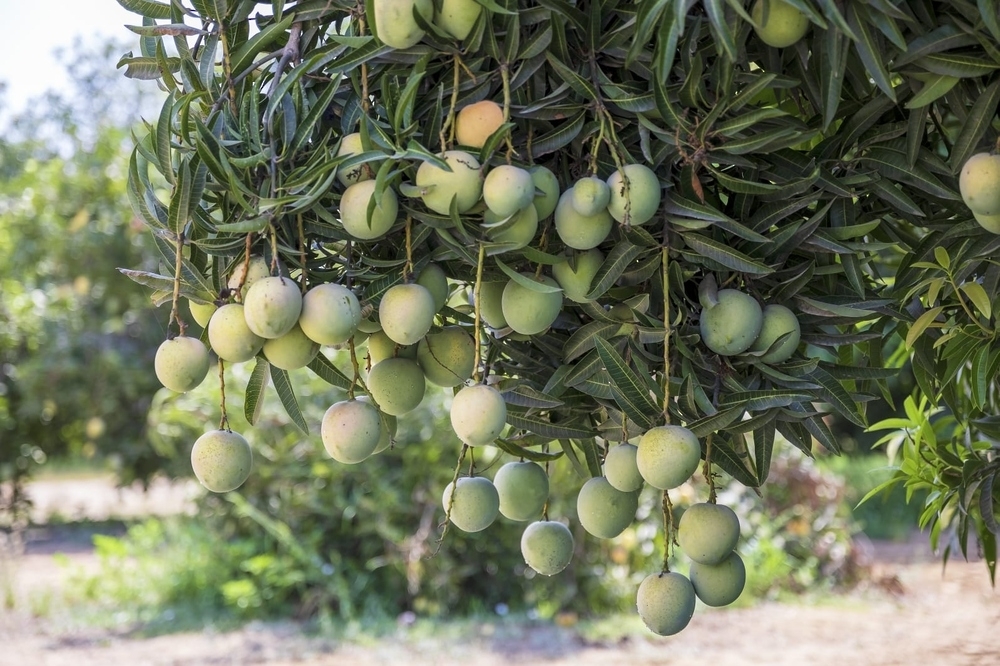 عکس واقعی و رسمی همان خبر؛ منبع: روزنامه عمان